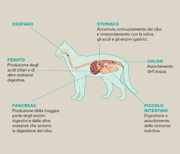 Anatomia gastro gatto