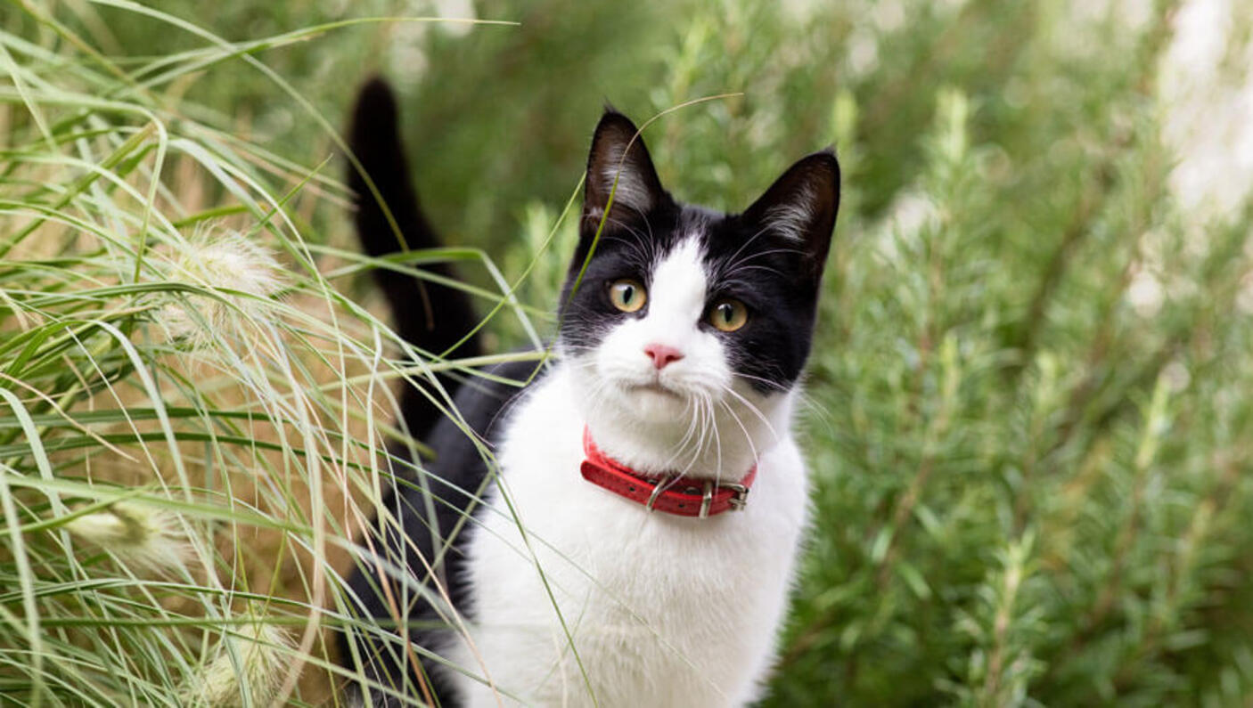gatto esplorando l'aria aperta