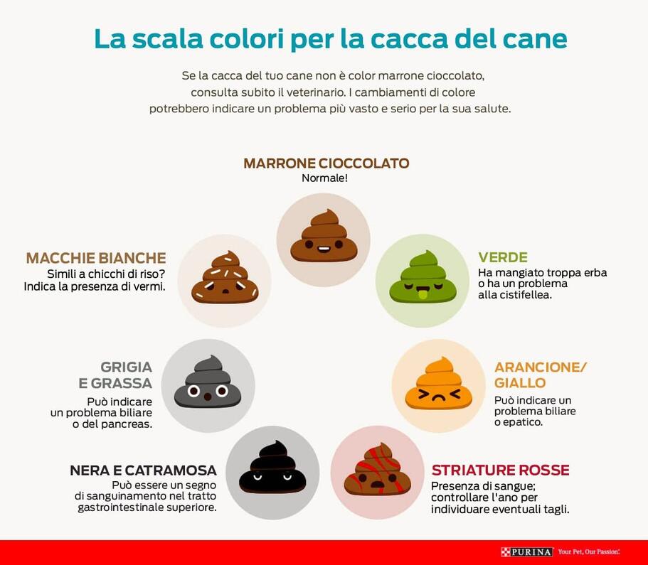 Puppy poop colour