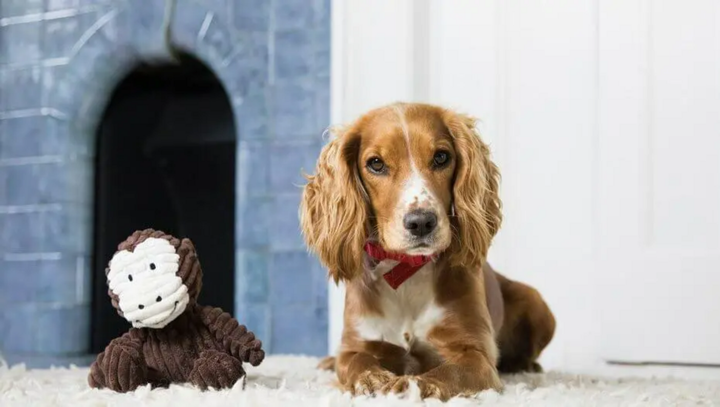 Anni dei cani