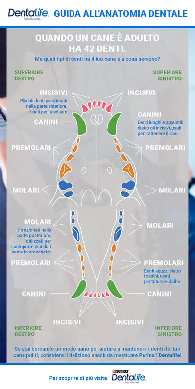 Dog Dental Chart