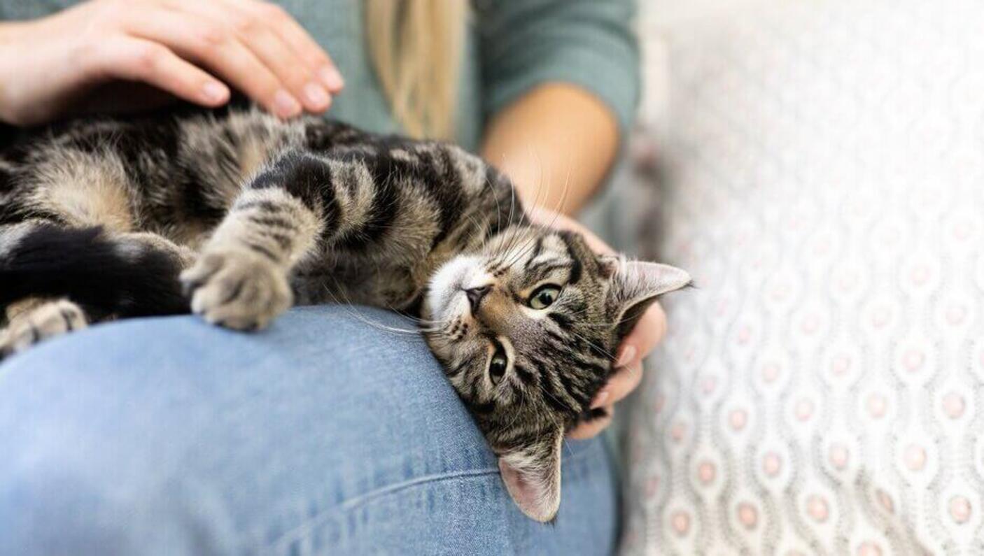 Proprietaria che si mette il gatto in grembo.