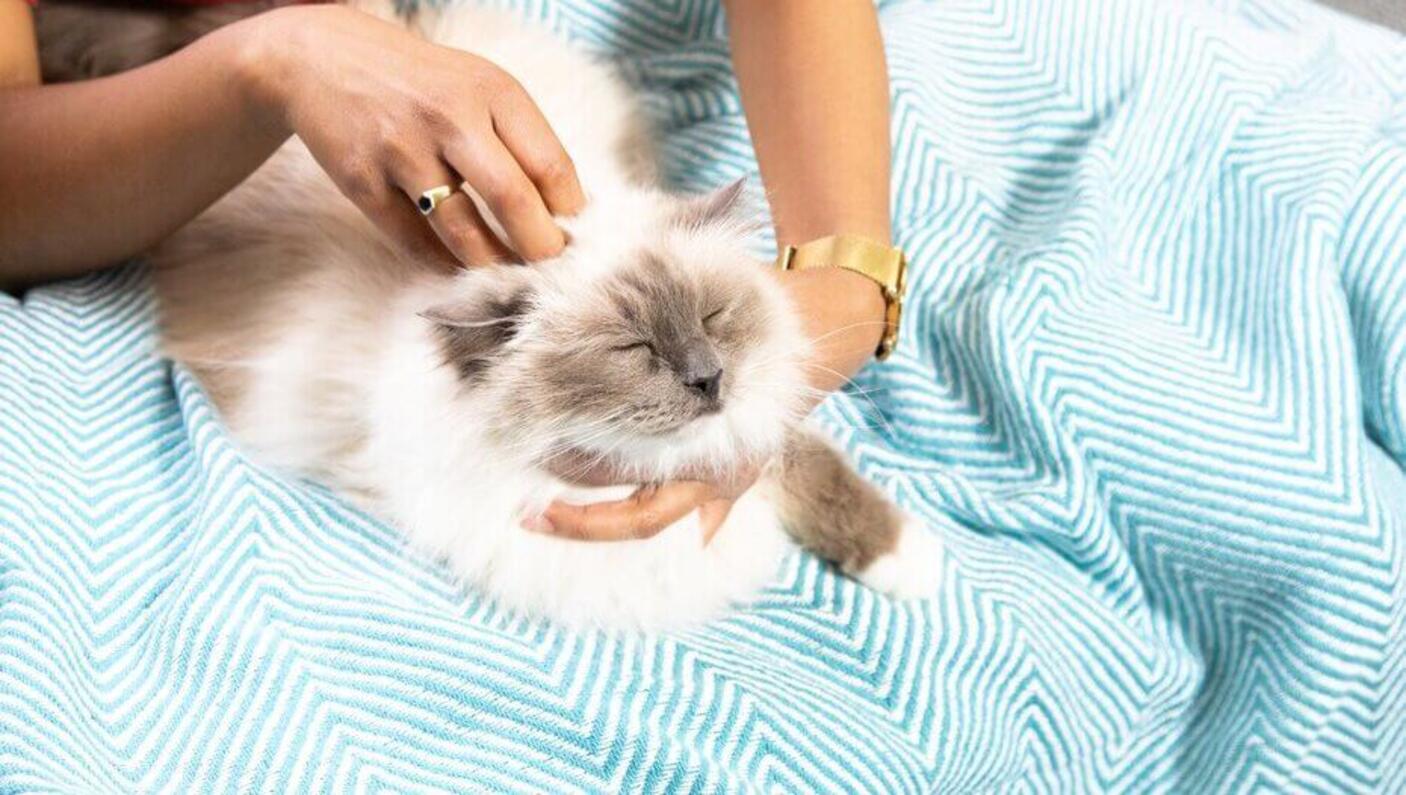 Donna che accarezza un gatto