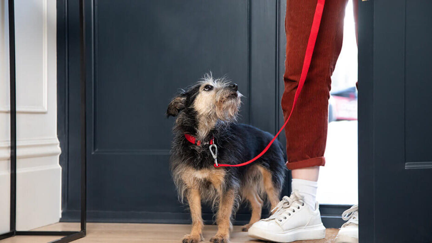 cane all’entrata di casa con guinzaglio