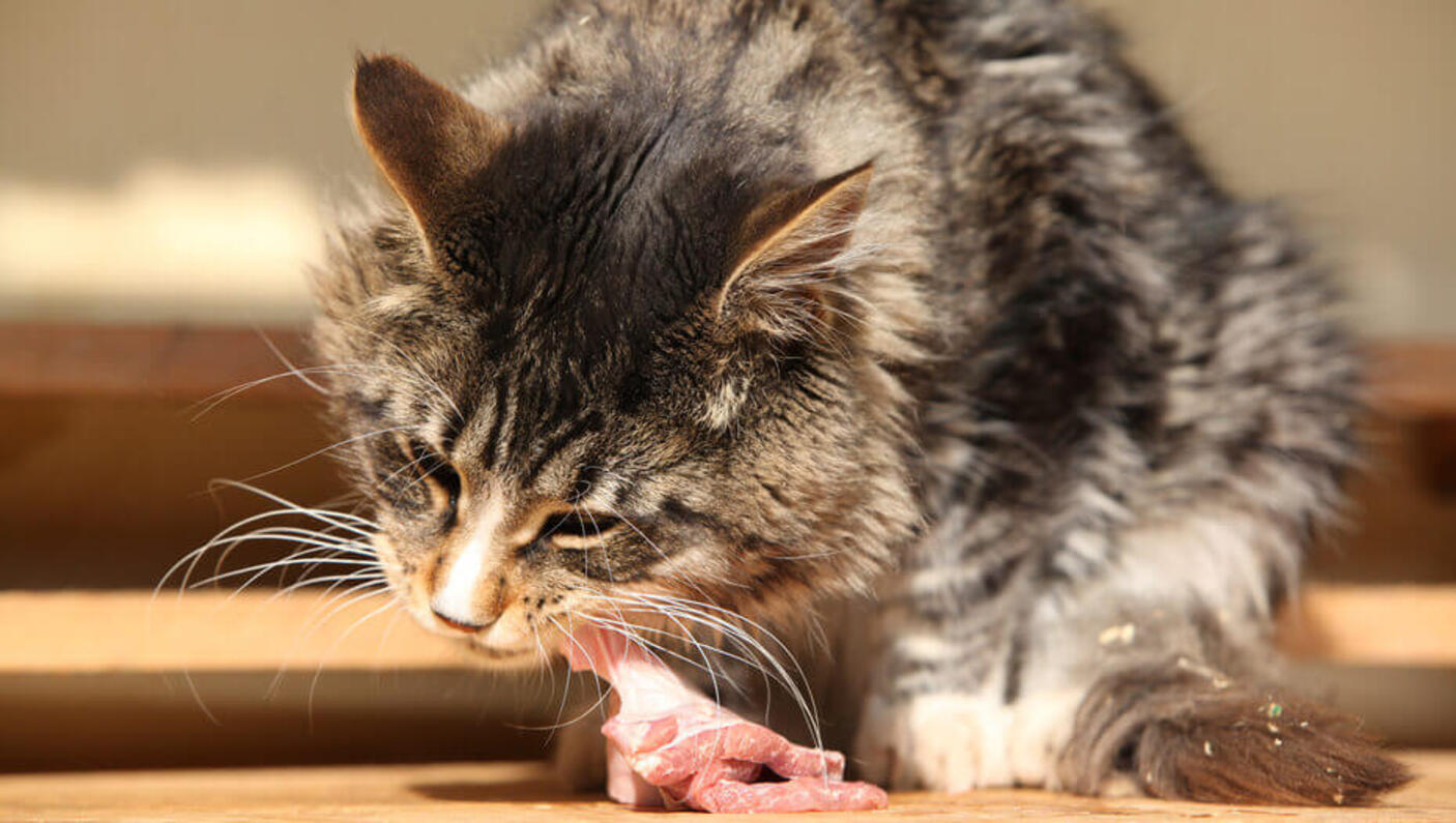 Dieta cruda per gatti: i gatti possono mangiare carne cruda?