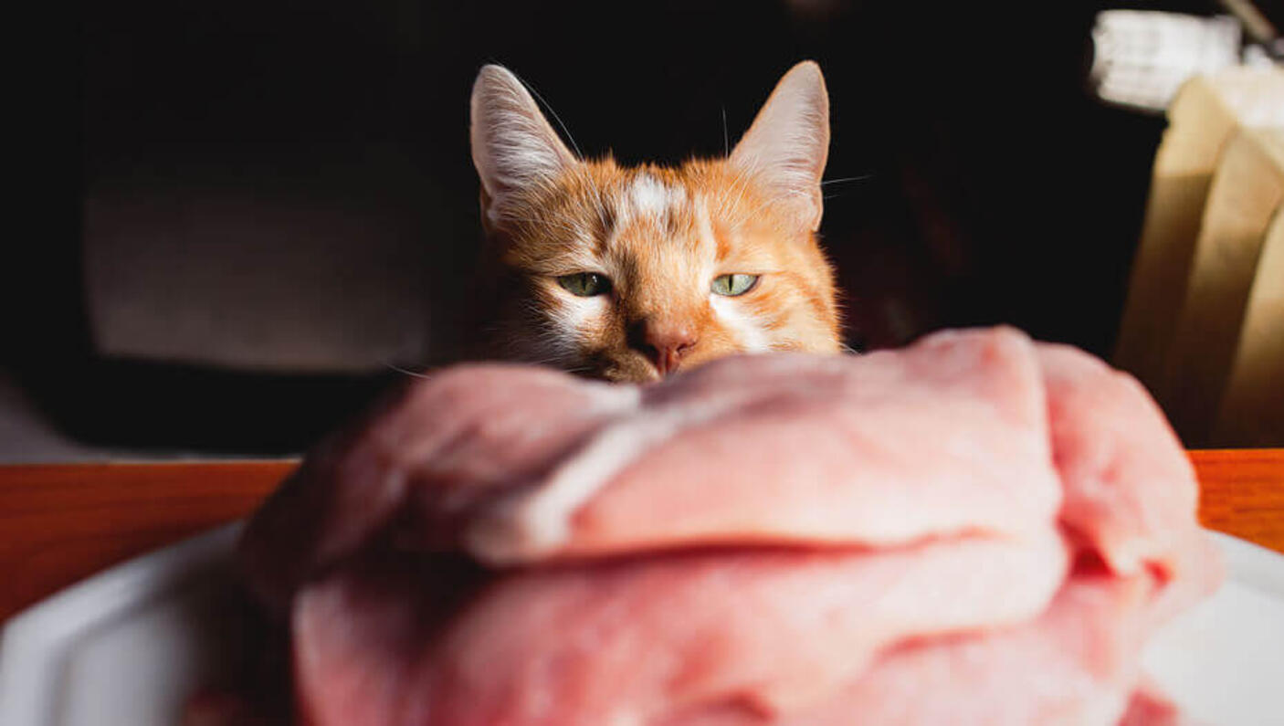 Dieta cruda per gatti: i gatti possono mangiare carne cruda?