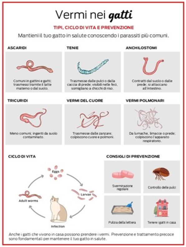 Vermi nel gatto: sintomi, tipi e come eliminarli