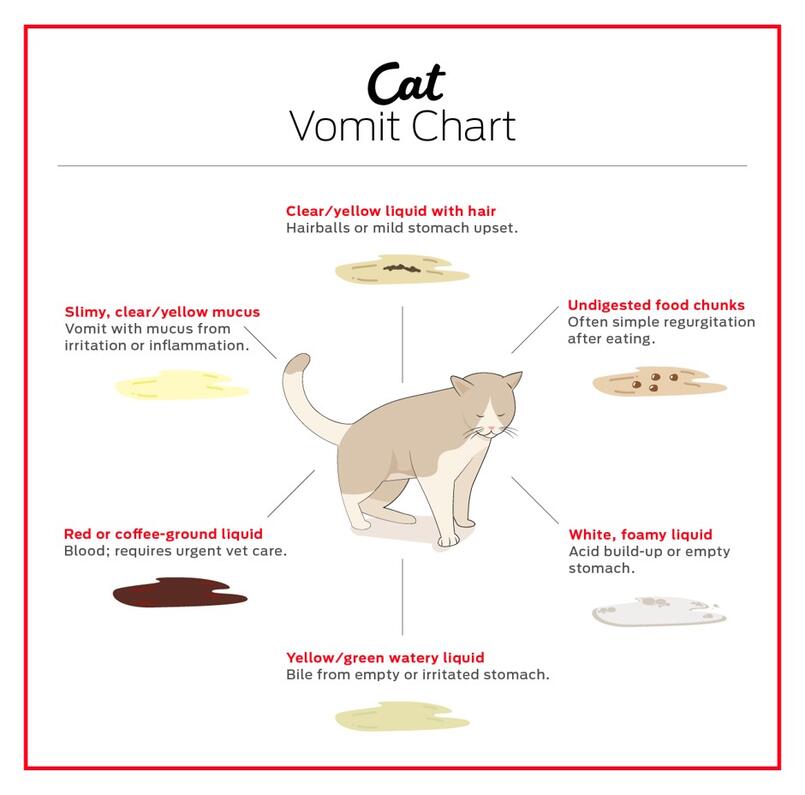 6 Tipi di vomito nel gatto