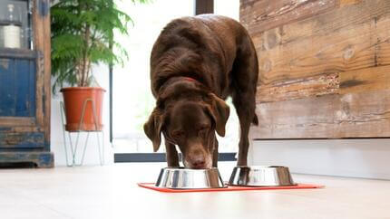 Labrador al cioccolato che mangia dalla ciotola