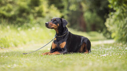 Rottweiler sitting down on a lead.