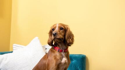 Brown Spaniel con colletto rosso davanti a muro giallo.