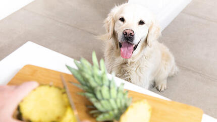 Cane con la lingua fuori a guardare ananas che viene tagliato