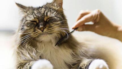 Fluffy dark cat having fur combed.