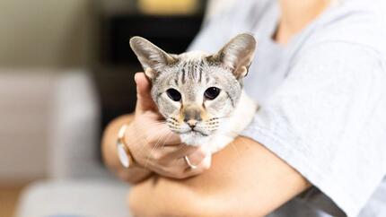 GATTO FURDING LIGHT con gli occhi scuri che si tengono nei proprietari di braccia.