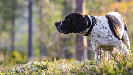 Cane che annusa nel bosco