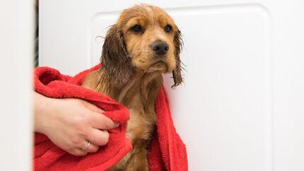 Cucciolo bagnato essiccato con un asciugamano rosso