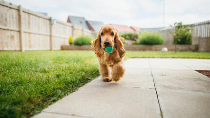 Spaniel in possesso di una palla verde