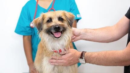 Cane marrone chiaro con la lingua di fuori seduto sul tavolo del veterinario.