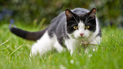 Caccia di gatto in erba