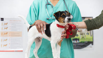 Cane esaminato a veterinari