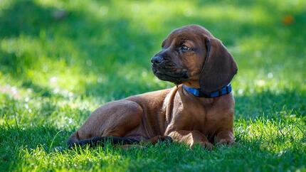 cane marrone con collare su erba