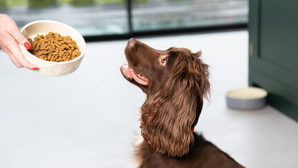 spaniel che guarda la ciotola del cibo per cani