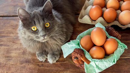 Chicken eggs in a brown basket near a gray cat, on a wooden table