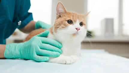 Gatto sul tavolo del veterinario