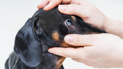 Cane con glaucoma