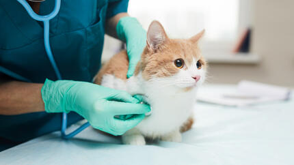 Cat being examined at the vets (IT)
