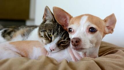 antiparassitari cani e gatti proteggiamoli da zecche e pulci