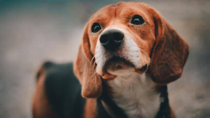 beagle cane di razza orgoglio inglese