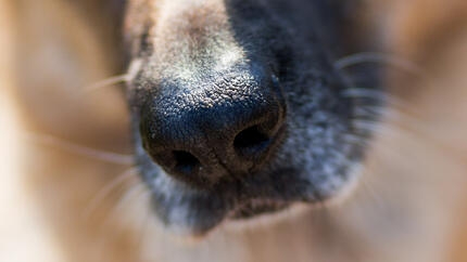 beneficenza animali a chi rivolgersi