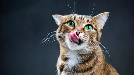 brodo pranzo stuzzica gatto