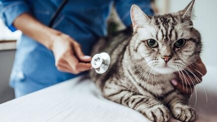 calcoli renali del gatto consigli utili