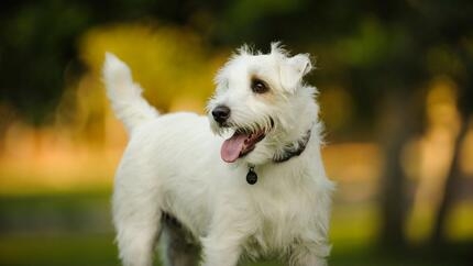 cani da compagnia quali sono le loro caratteristiche