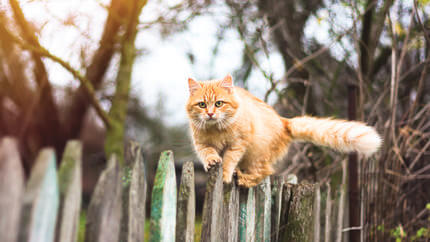 Come addomesticare gatto randagio