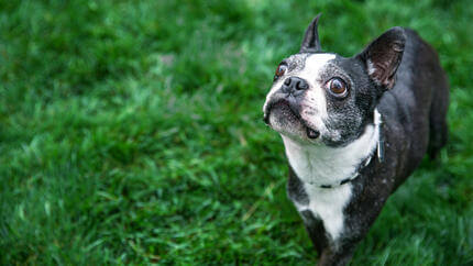 controllare feci cane indicatore salute