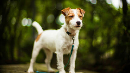 dallinghilterra con furore il jack russell terrier