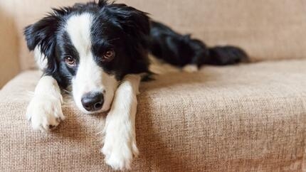 fermenti lattici cani i rimedi caso di diarrea