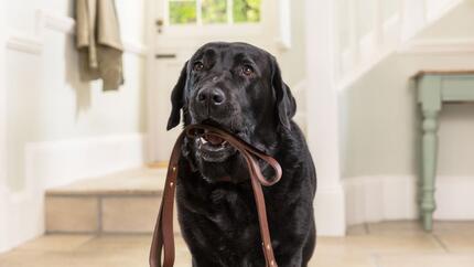 Gestire assenza padrone cane