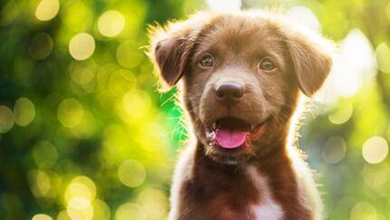 i primi giorni di vita del cane curiosita sui 