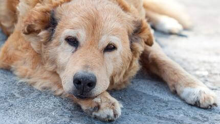 il pastore maremmano abruzzese un cane di razza