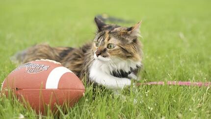 Mantenere gatto in forma