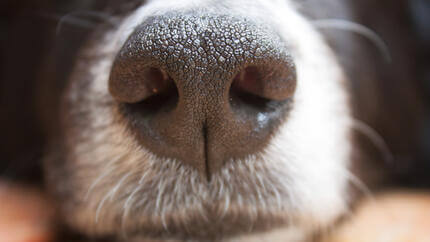 Chiuda in su del naso di un cane