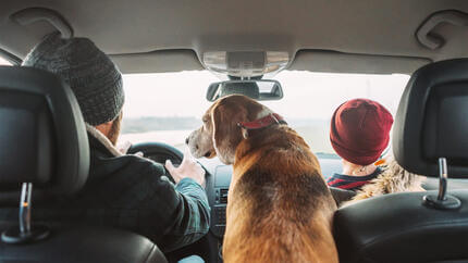 Tutti vacanza il decalogo il viaggio con il cane