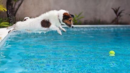 vacanze con il cane tutti gli errori da evitare