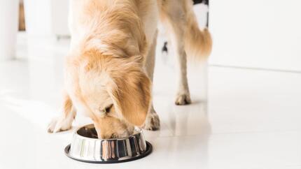 Alimentazione dieta corretta cane