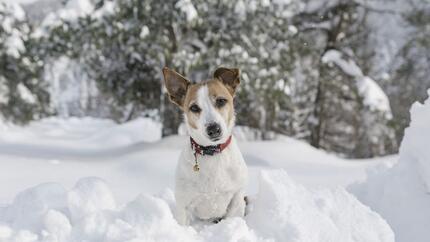 Caratteristiche razze cani piccola taglia