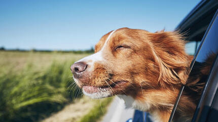 Come nutrire cane prima di viaggiare